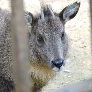 Chinese goral [2017]