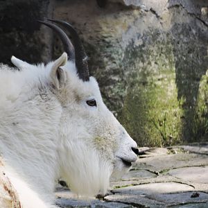 Mountain goat [2017]