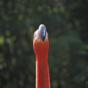 American flamingo [2017]