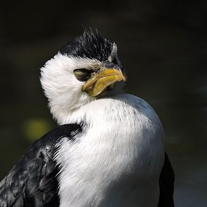 Little pied cormorant [2017]