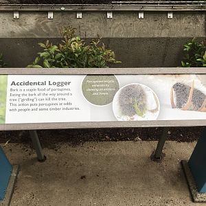 North Carolina Zoo: Porcupine Signage
