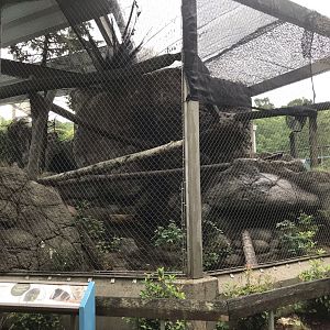 North Carolina Zoo: North American Porcupine Exhibit