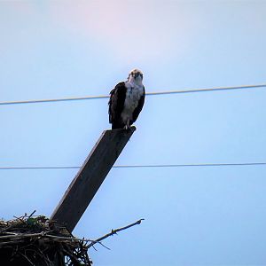 Osprey