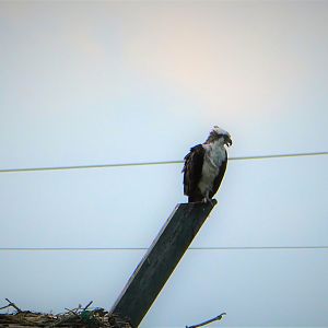 Osprey