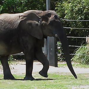 Jacksonville Zoo African Elephant Ali 2010 - YouTube