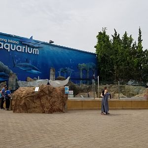 Long Island Aquarium - Seals