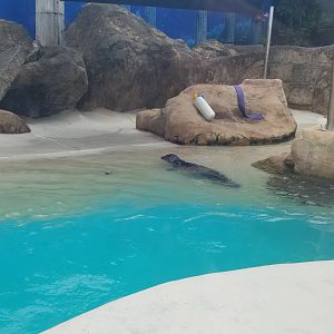 Long Island Aquarium - Harbor seal