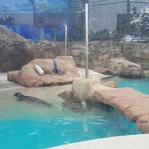 Long Island Aquarium - Harbor and gray seals