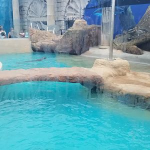 Long Island Aquarium - Gray seal