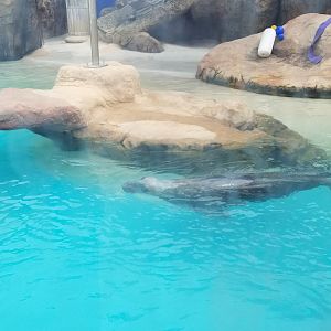 Long Island Aquarium - Gray seal