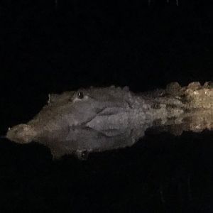 Spectacled Caiman (Caiman crocodilus)