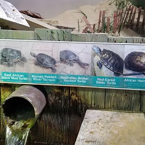 Long Island Aquarium - Turtle IDs