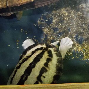 Long Island Aquarium - Turtle