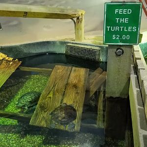 Long Island Aquarium - Turtles
