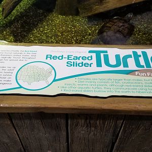 Long Island Aquarium - Turtles