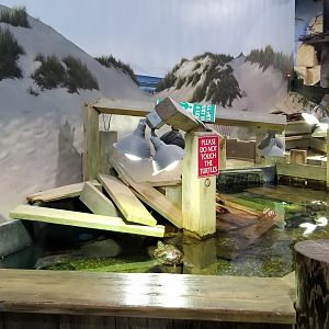 Long Island Aquarium - Turtles