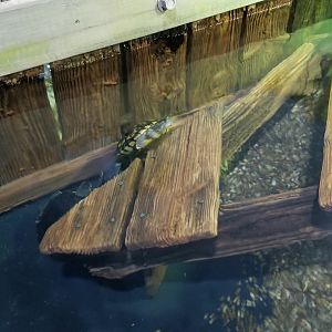 Long Island Aquarium - Turtles