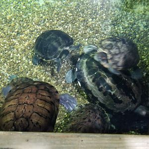 Long Island Aquarium - Turtles