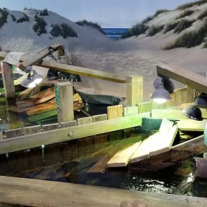 Long Island Aquarium - Turtles