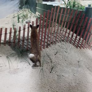 Long Island Aquarium - taxidermy red fox