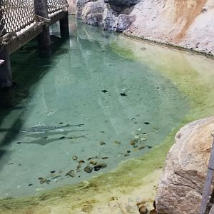 Long Island Aquarium - Lagoon