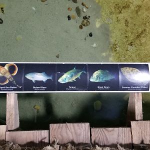 Long Island Aquarium - Lagoon species