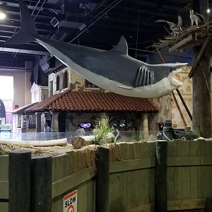 Long Island Aquarium - Shark over lagoon