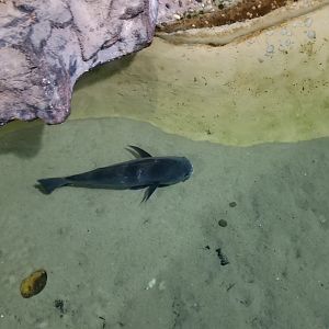 Long Island Aquarium - Lagoon