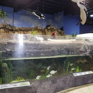 Long Island Aquarium - Tidal marsh