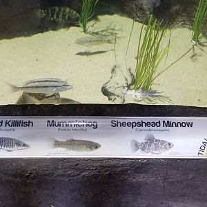 Long Island Aquarium - Tidal marsh
