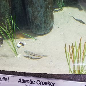 Long Island Aquarium - Tidal marsh