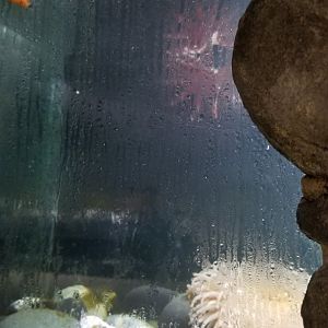 Long Island Aquarium - Crab villa