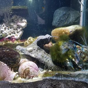 Long Island Aquarium - Crab villa, lobster