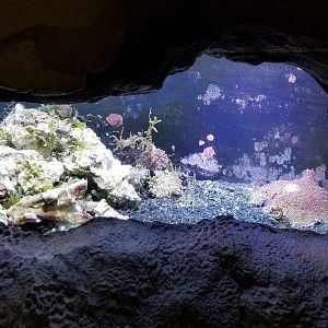 Long Island Aquarium - Crab villa