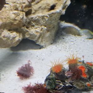 Long Island Aquarium - Crab villa, Emerald crab