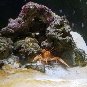 Long Island Aquarium - Crab villa, purple lobster