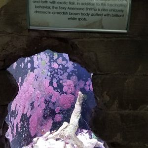 Long Island Aquarium - Crab villa, sexy shrimp