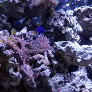 Long Island Aquarium - Crab villa