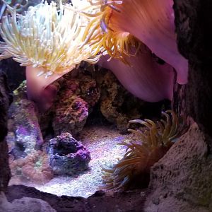 Long Island Aquarium - Crab villa, anemones