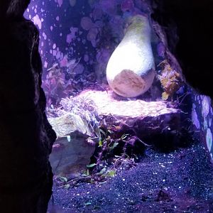 Long Island Aquarium - Crab villa