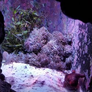 Long Island Aquarium - Crab villa, sexy shrimp