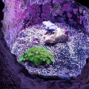 Long Island Aquarium - Crab villa