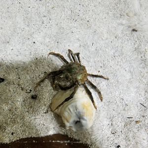 Long Island Aquarium - Crab villa, crab in touch tank