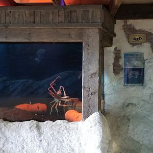 Long Island Aquarium - Crab villa, Japanese spider crab