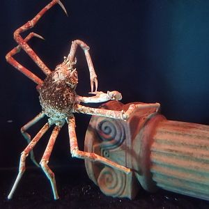 Long Island Aquarium - Crab villa, Japanese spider crab