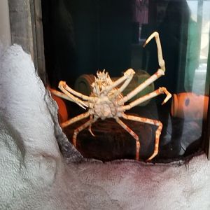 Long Island Aquarium - Crab villa, Japanese spider crab