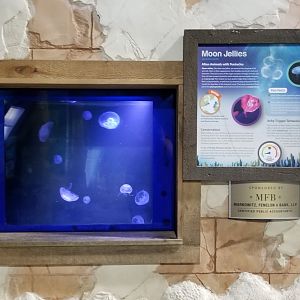Long Island Aquarium - Moon jellies