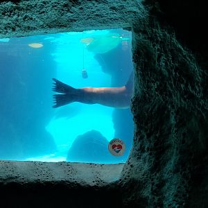 Long Island Aquarium - CA sea lion underwater viewing