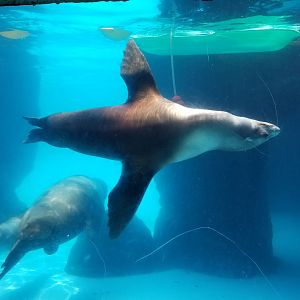 Long Island Aquarium - CA sea lion underwater viewing