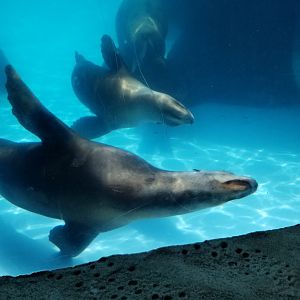 Long Island Aquarium - CA sea lion underwater viewing